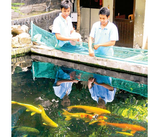 Breeding Japanese ornamental fish at Hai Thanh Company (Photo: SGGP)