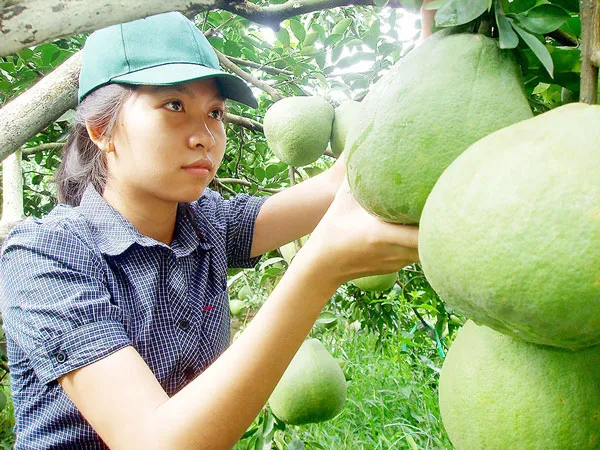 Tiếng thơm bưởi Tân Triều