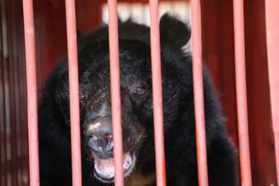 Cứu chú gấu “Sống Sót” tại thành phố Hạ Long