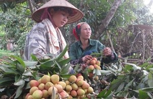 Farmers in Tan Yen district, Bac Giang province harvest lychees (Photo: VNA)