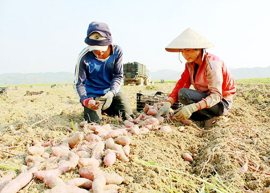 Hot weather affects directly to resident’s life and planting. (Photo:SGGP)