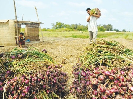 Farmers harvest onions in Soc Trang Province. Despite positive signs in the economy, many NA deputies have expressed concerns about farm produce and farmers' livelihoods. — VNA/VNS Photo An Hieu