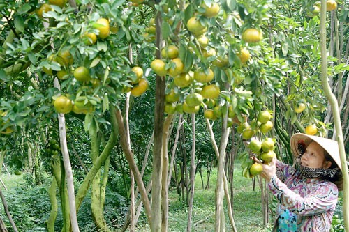 Farmers in Lai Vung District of the Mekong delta province of Dong Thap harvest speacial tangerine which bring big profit for them but farmers lack capital for further growing (PHoto: SGGP)