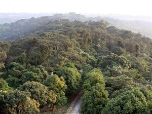 A primary forest on Co To island, northern Quang Ninh province (Photo: VNA)
