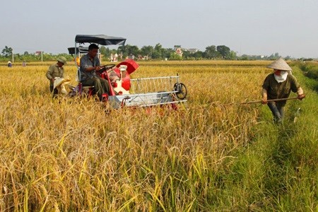 Farmers harvest rice in the northern province of Thai Binh. Many farmers in the province have climbed out of poverty by growing a new variety of rice that can adapt to climate change impacts. — VNA/VNS Photo Ngoc Ha