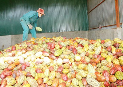 Cacao harvest in the Central Highlands (Photo: SGGP)