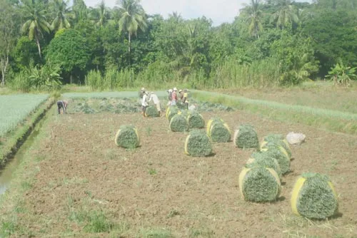ĐBSCL: Chuyển đổi hơn 78.375ha đất lúa sang trồng rau màu
