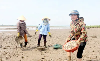 Nuôi ngao Bến Tre ở…Hà Tĩnh