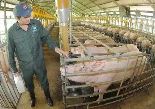 Tăng quy mô, sản lượng đủ sức chi phối thị trường