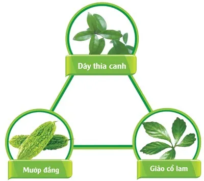 Tăng hiệu quả kiểm soát đường huyết với bộ đôi sản phẩm từ dây thìa canh