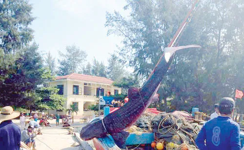 Thừa Thiên - Huế: Phát hiện xác cá voi nặng nửa tấn