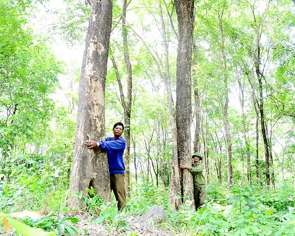 Người làng Grôn giữ rừng