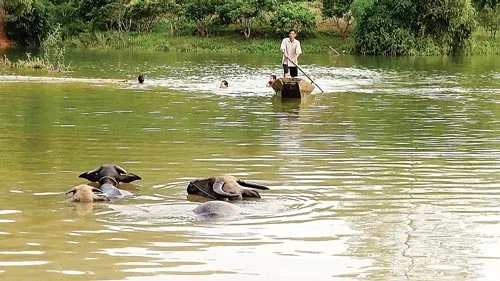 Điện ảnh tài liệu Việt Nam chưa thể vượt lên chính mình