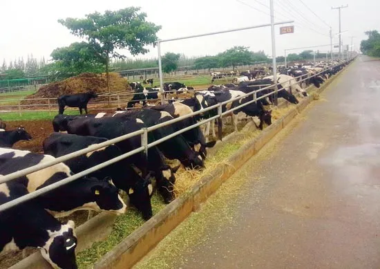 Farm tour - “Xuất ngoại” học làm giàu