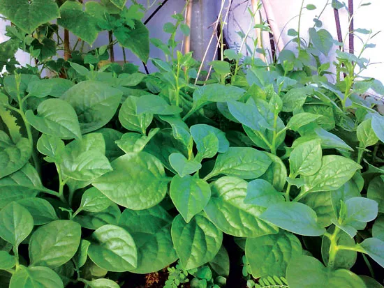 Những thực phẩm và món ăn có ích cho người bệnh trĩ