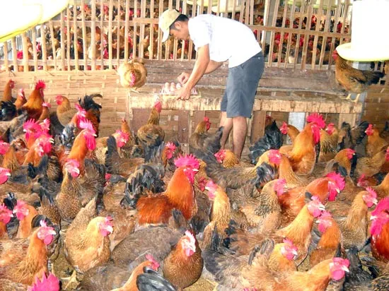 Đầu tư nguồn nguyên liệu thức ăn chăn nuôi: Quy hoạch theo hướng giảm lúa