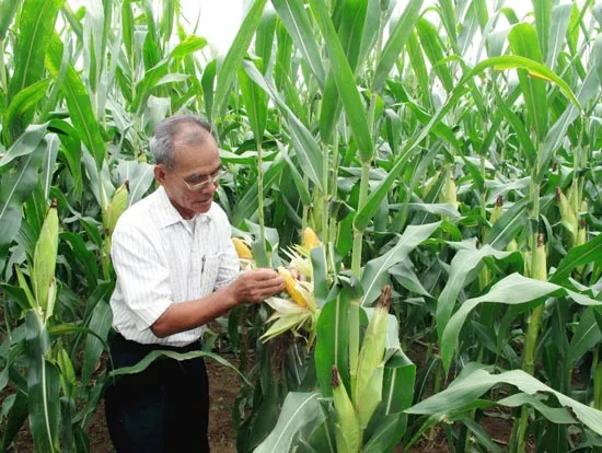 Bài 3: Trồng bắp vì 2 mục tiêu chiến lược