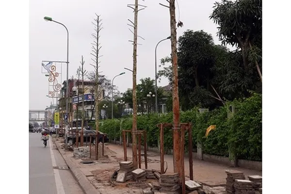 Hà Nội lại thay cây trên tuyến đường Nguyễn Chí Thanh