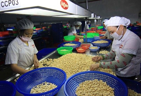 Workers process cashews for export at a Viet Ha Cashew import-export factory -Photo: VNS