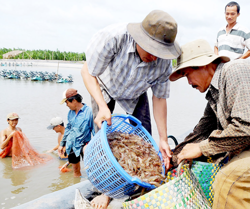 Shrimp harvest in Nha Be district, HCMC (Photo: SGGP)