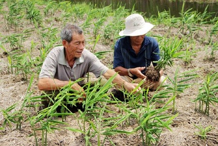 Residents from Thoi Binh District's Bach Dang Commune in the southern most province of Ca Mau grow ginger where they used to cultivate sugarcane. — VNA/VNS Photo The Anh
