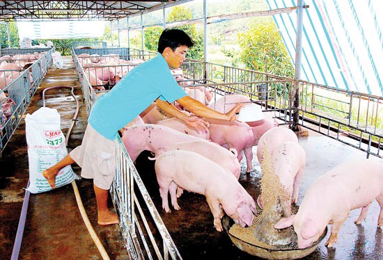A pig farm in Phuoc Long, Binh Phuoc province (Photo: SGGP)