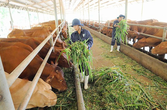 Breeding industry faces many challenges from global integration (Photo: SGGP)