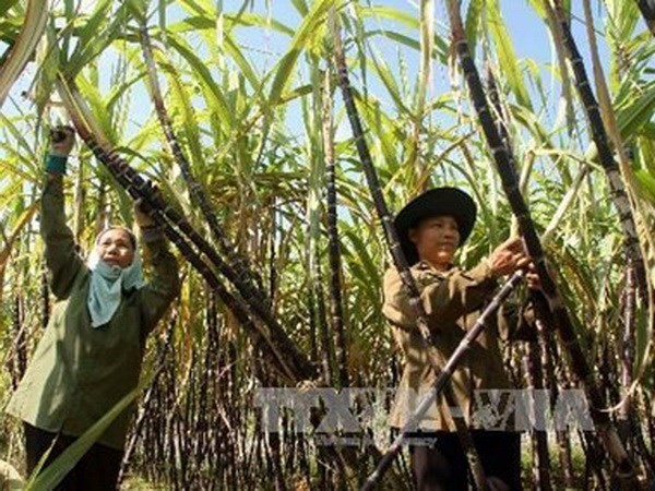 Farmers harvest sugarcane (Photo: VNA)