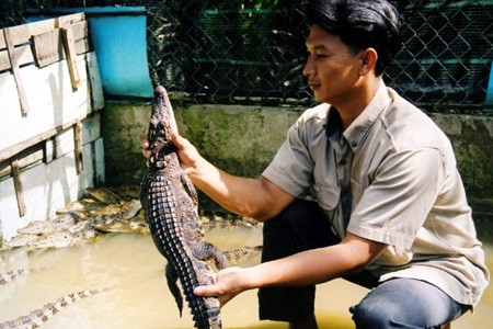 A farmer checks an 8-month-old crocodile on his farm in Binh Hung Commune, Binh Chanh District in HCM City. Some farmers have suffered heavy financial losses from crocodile breeding in the Mekong Delta region. — VNA/VNS Photo Pham Do