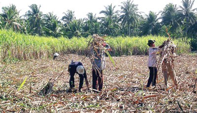 Farmers harvest sugarcanes in Phung Hiep district, Hau Giang province (Photo: SGGP)