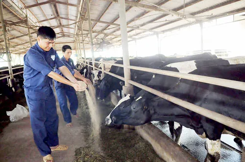 Vai trò “đầu tàu” của doanh nghiệp