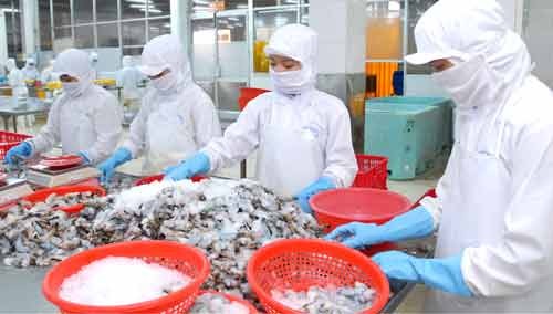 Workers process shrimps for export to Japan and the EU (Photo: SGGP)