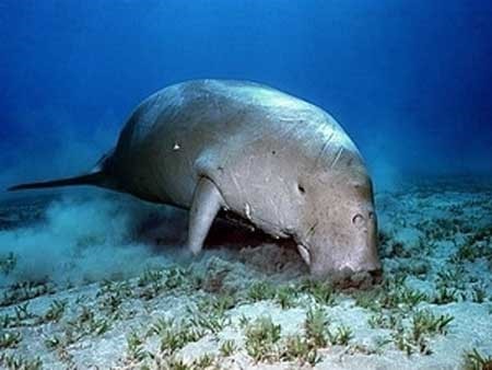 Dugong, a rare animal in danger of extinction, lives in sea surrounding Phu Quoc Island. (Source: VNA)