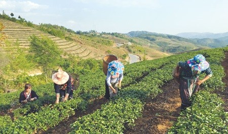 Farmers harvest tea leaves at Tam Duong Tea farm, Lai Chau Province. National Assembly deputies yesterday expressed their concerns at the waste and ineffective management of state farm and forestry land during recent years. — VNS Photo Viet Thanh