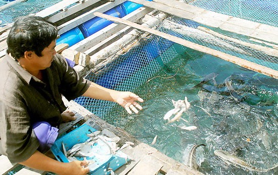 A cobia fish farm in Hon Chuoi Island. (Photo: SGGP)