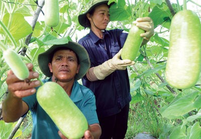 Famers harvest winter melons at Nga Ba Giong Cooperative, Hoc Mon, HCMC (Photo: SGGP)