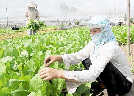 Farmers plant vegettable in Tan Thong Hoi Commune, Cu Chi District, HCM City. Cu Chi has become the first district in HCM City to fulfil all 19 criteria in the Government's New Rural Area Program -VNA