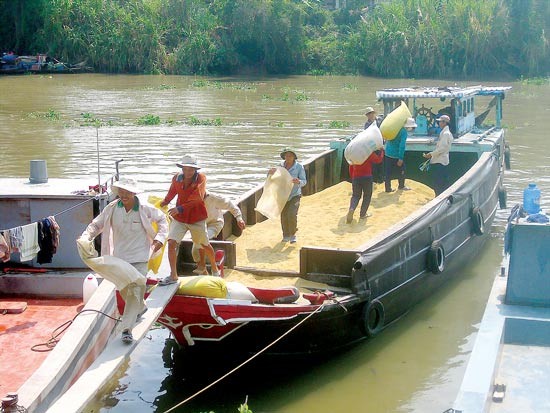 Traders loading rice abroad in the Mekong Delta (Photo: SGGP)