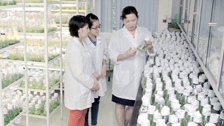 Ha Thi Thuy (right), deputy head of the National Key Laboratory for Plant Cell Biotechnology, teaches her students at the laboratory. The prime minister approved a programme to enhance women's engagement in ministries and various career fields. (Photo: VNA/VNS)