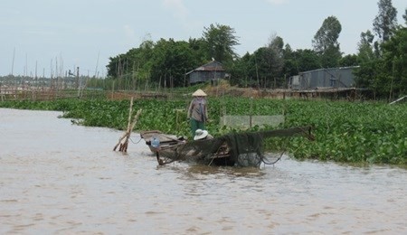 People try to catch freshwater fish to feed their farmed fish in Long An province's Tan An (Photo: VNA)