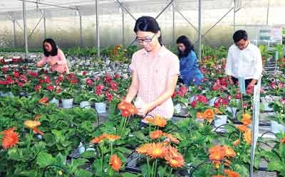 A flower planting site of HCMC Biotechnology Center (Photo: SGGP)