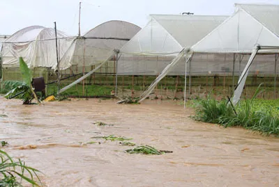 Đà Lạt: Mưa lớn gây ngập diện rộng nhiều nhà cửa và rau, hoa