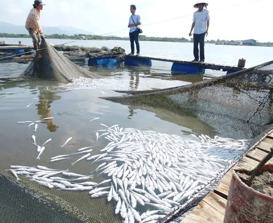 Cá chết dày, ngư dân trắng tay