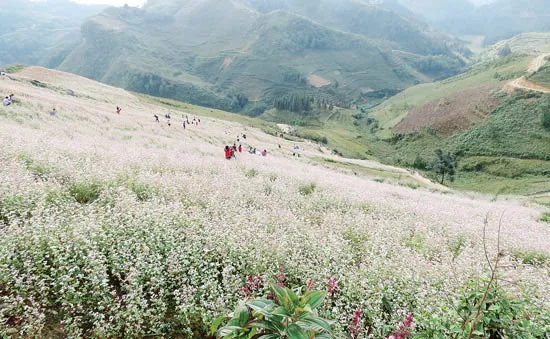 Mê hoặc vẻ đẹp miền sơn cước