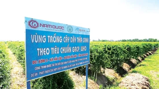 Giảm thuốc điều trị tiểu đường nhờ thảo dược