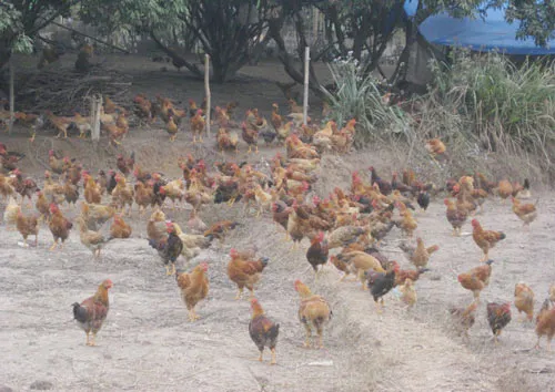 Nuôi gà ta bán tết