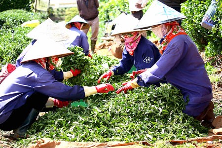 Tea harvest in Lam Dong province (Photo: SGGP)