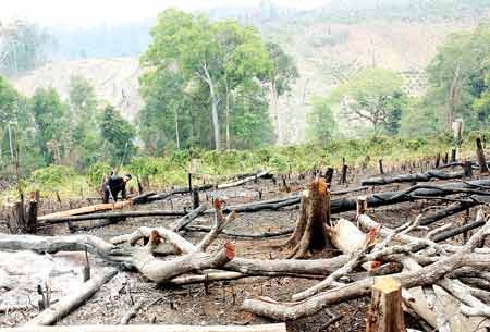 A devastated protective forest under management of Nghia Tin forestry enterprise in Gia Nghia town, Dak Nong province in the Central Highlands (Photo: SGGP)