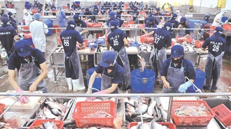 Workers of Hung Ca Company in southern Dong Thap Province's Cao Lanh City process tra fish for export. Viet Nam's economy still faces challenges despite the recovery of major sectors like agriculture, forestry and seafood. (Photo: VNA/VNS)