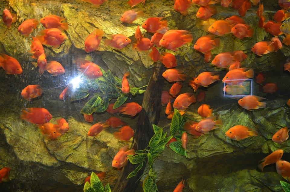 Underwater World Aquarium in Vinpearl Land Phu Quoc Amusement Park (Photo: KK)